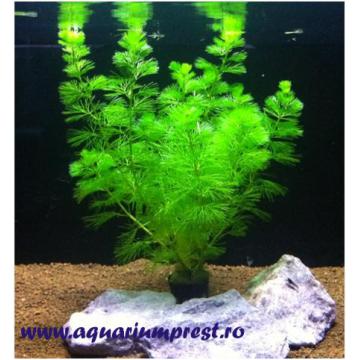 Ghiveci cu planta de acvariu Cabomba Caroliniana
