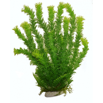 Planta acvariu Ceratophillum verde PP312 36cm