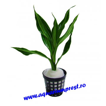 Planta acvariu Dracaena sanderiana
