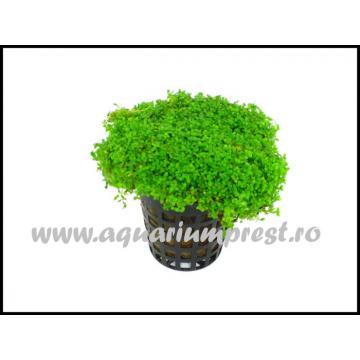 Planta acvariu Hemianthus callitrichoides Cuba