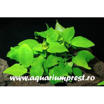 Planta acvatica Anubias barteri var. Nana