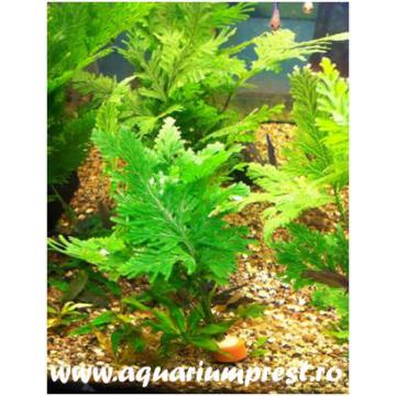 Planta acvatica Selaginella