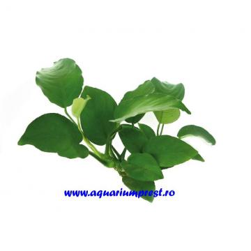 Planta de acvariu Anubias barteri