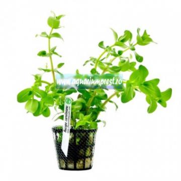Planta de acvariu Bacopa caroliniana