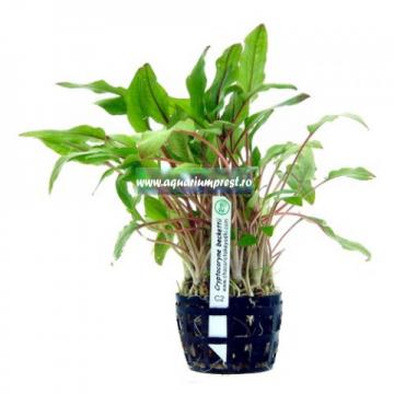 Planta de acvariu Cryptocoryne beckettii