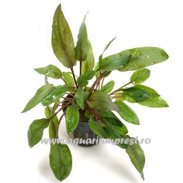 Planta de acvariu Cryptocoryne wendtii