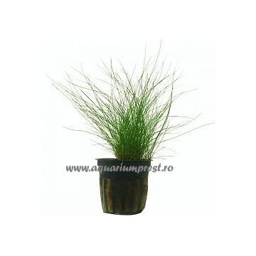 Planta de acvariu Eleocharis acicularis