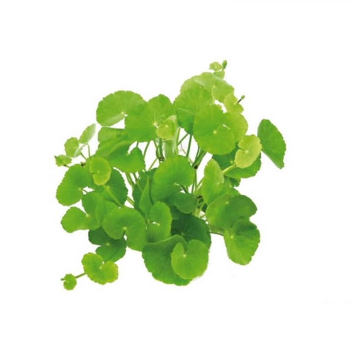 Planta de acvariu Hydrocotyle leucocephala