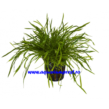 Planta pentru acvariu Lilaopsis brasilensis
