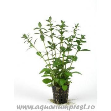 Plante acvariu Hygrophila polysperma