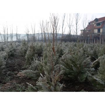 Arbust Tuia orientalis