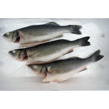 Biban de mare (seabass) eviscerat
