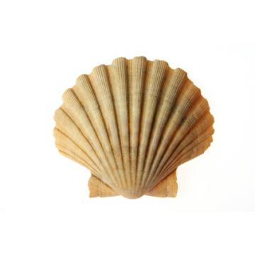 Carapace scoici Saint Jacques
