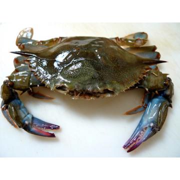 Crab Softshell