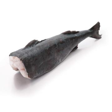 Peste Cod negru (Black Cod) eviscerat fara cap