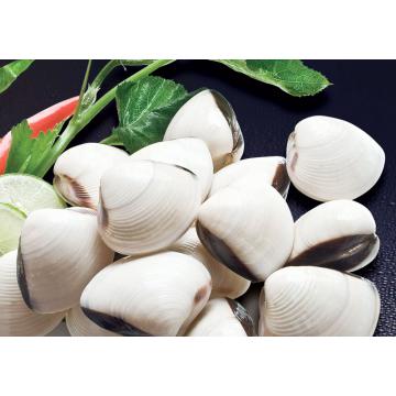 Scoici prefierte congelate Vongole