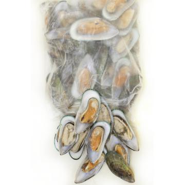 Scoici verzi - greenshell mussel