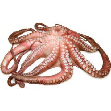 Caracatita intreaga cruda congelata