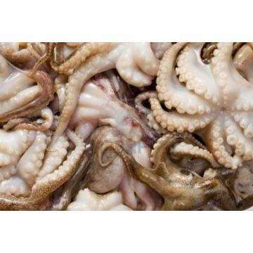 Caracatita pui 21-40 congelata