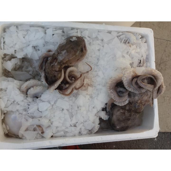 Caracatita proaspata