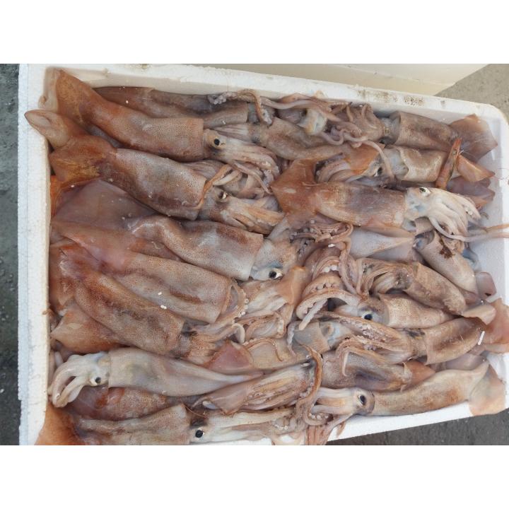 Calamar proaspat