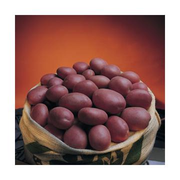 Cartofi albi si rosii ambalati la 10 kg si 25 kg