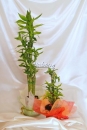 Plante decorative