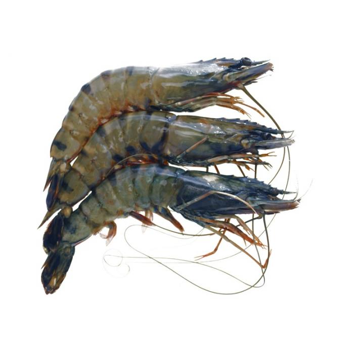 Creveti 16/20 blak tiger