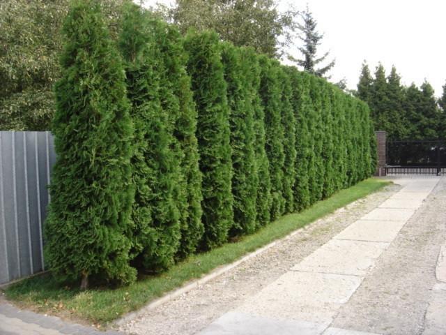 Thuja Occidentalis, globular, aurea