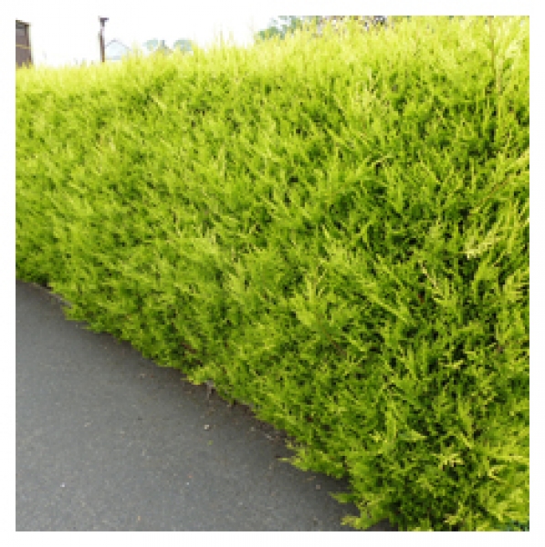 Leylandii cupressocyparis, gold