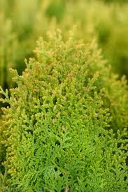 Thuja Occidentalis, globular, aurea