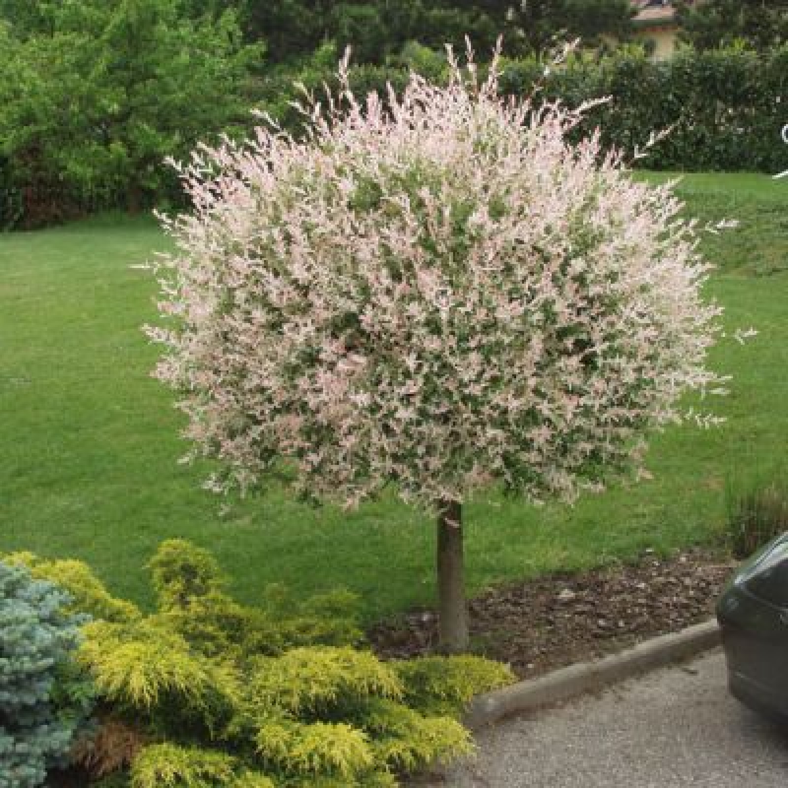 Salcie globulara, japoneza