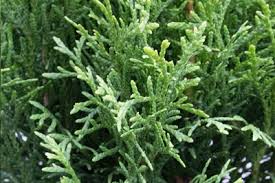 Thuja Occidentalis, globular, aurea