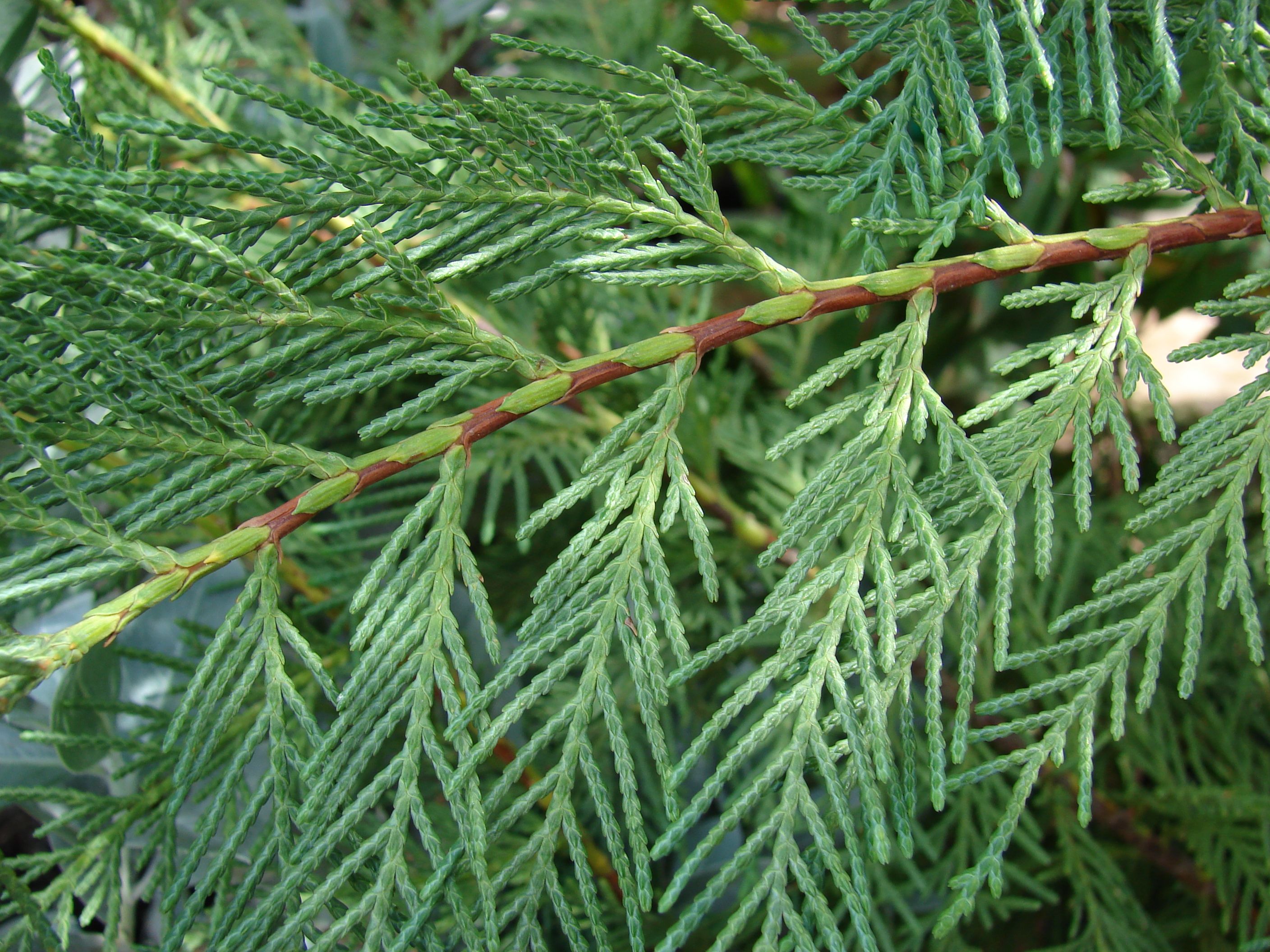 Leylandii cupressocyparis, gold