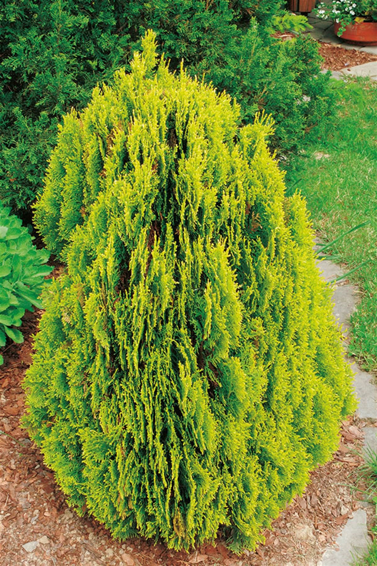 Thuja Occidentalis, globular, aurea