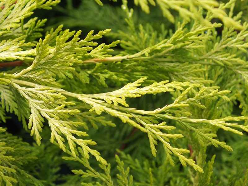 Leylandii cupressocyparis, gold
