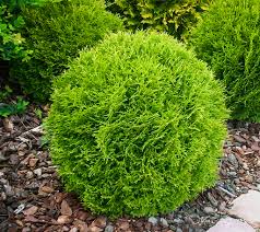 Thuja Occidentalis, globular, aurea