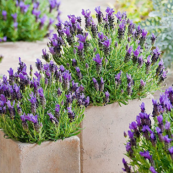 Lavanda