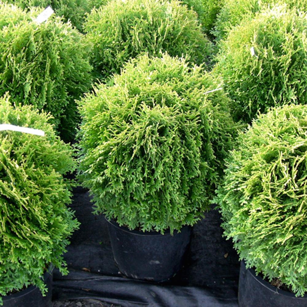 Thuja Occidentalis, globular, aurea