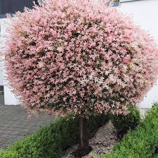 Salcie globulara, japoneza
