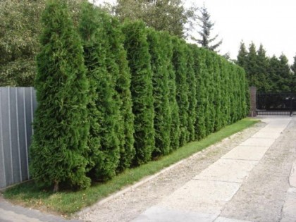Thuja Occidentalis, globular, aurea