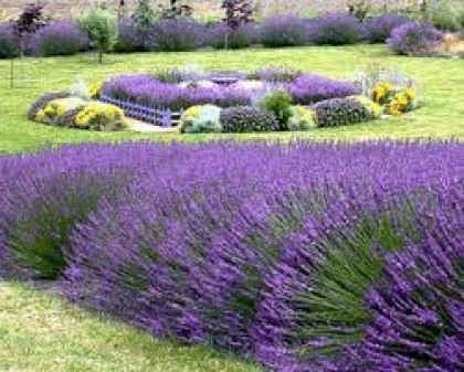 Lavanda
