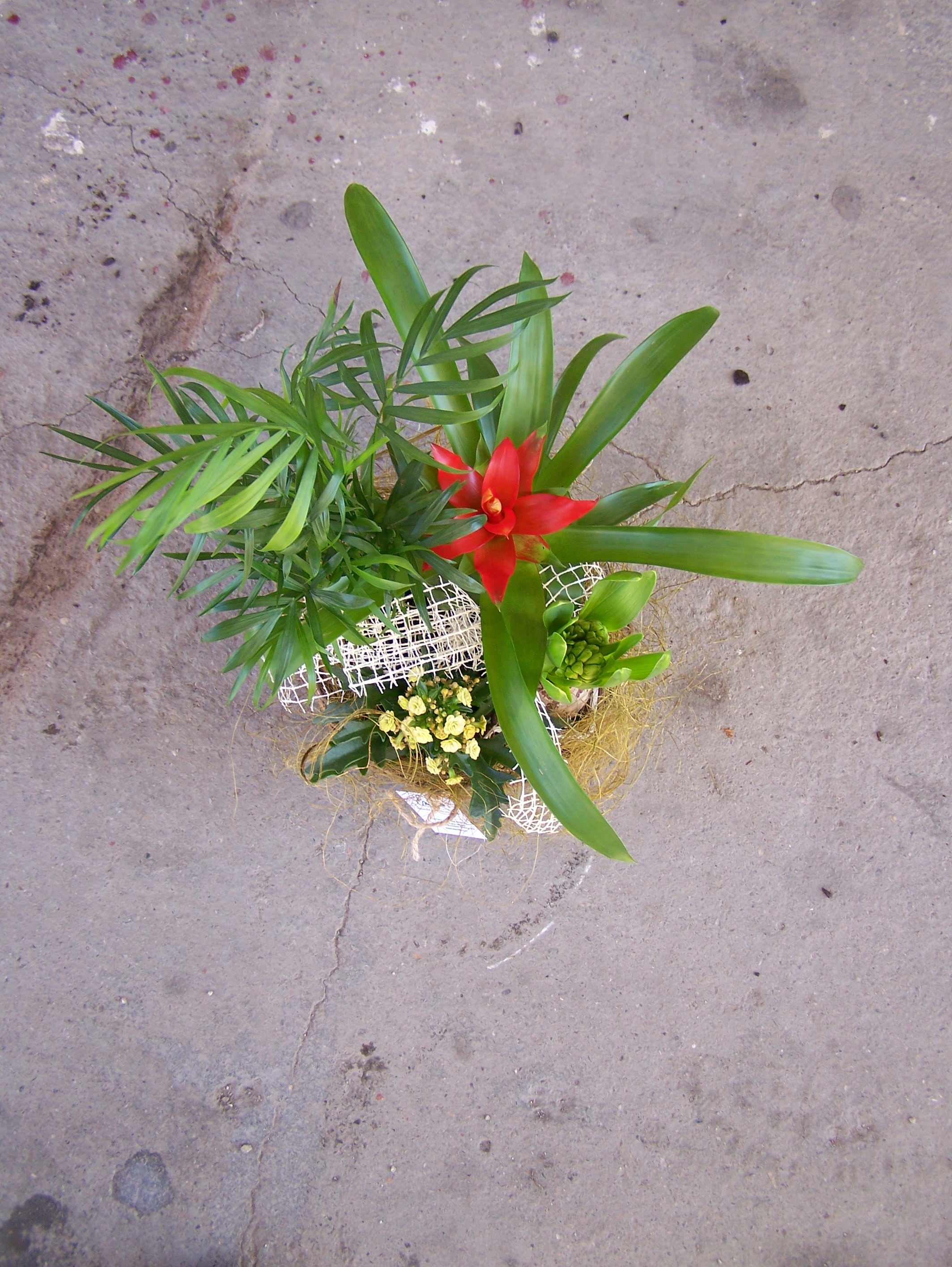 Aranjamente cu plante