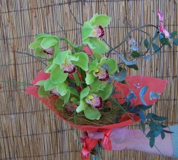 Buchete orchidee