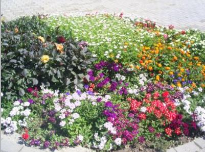 Plante