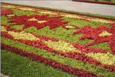 Plante