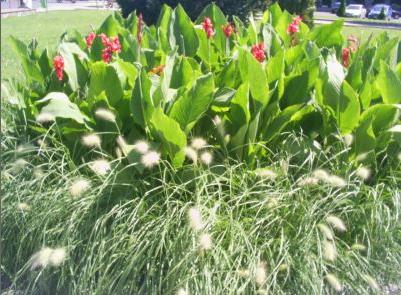 Plante
