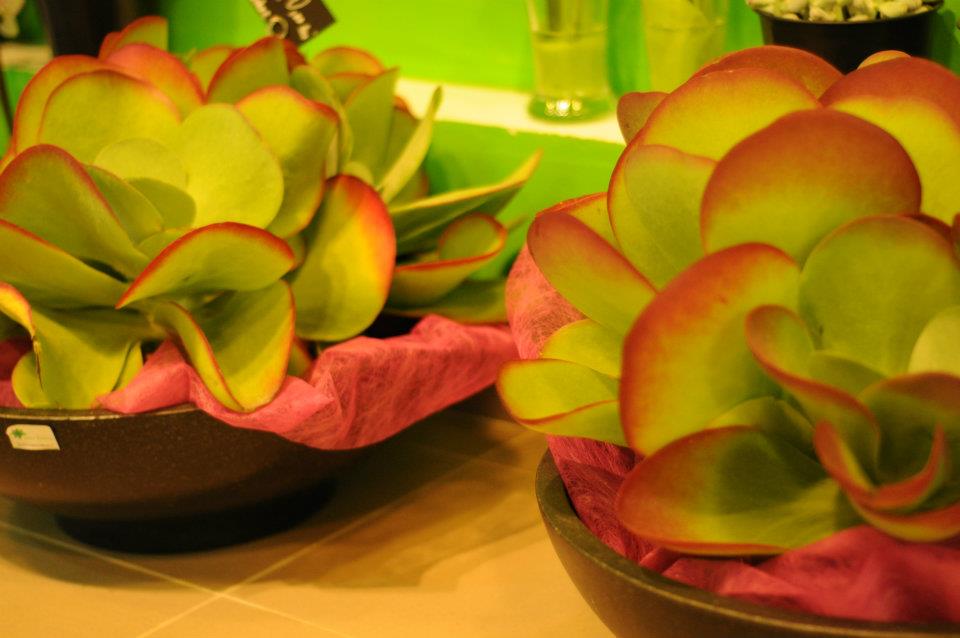 Aranjamente plante