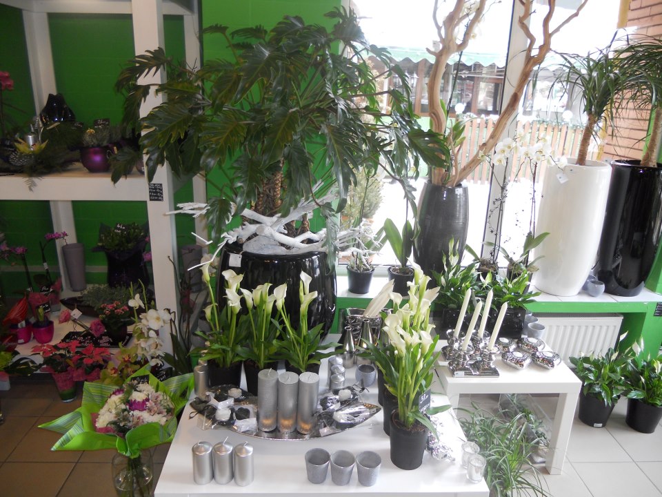 Plante