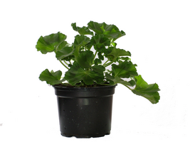 Butase flori de balcon